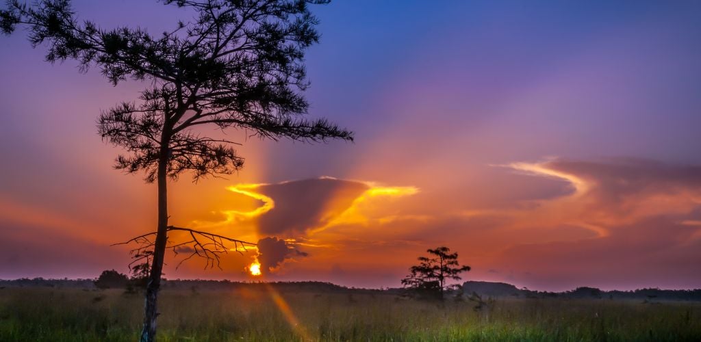 This is a cypress tree standing alone at sunrise in the Everglades National park. 