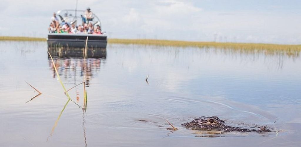 Airboat Adventure and alligator encounter. 