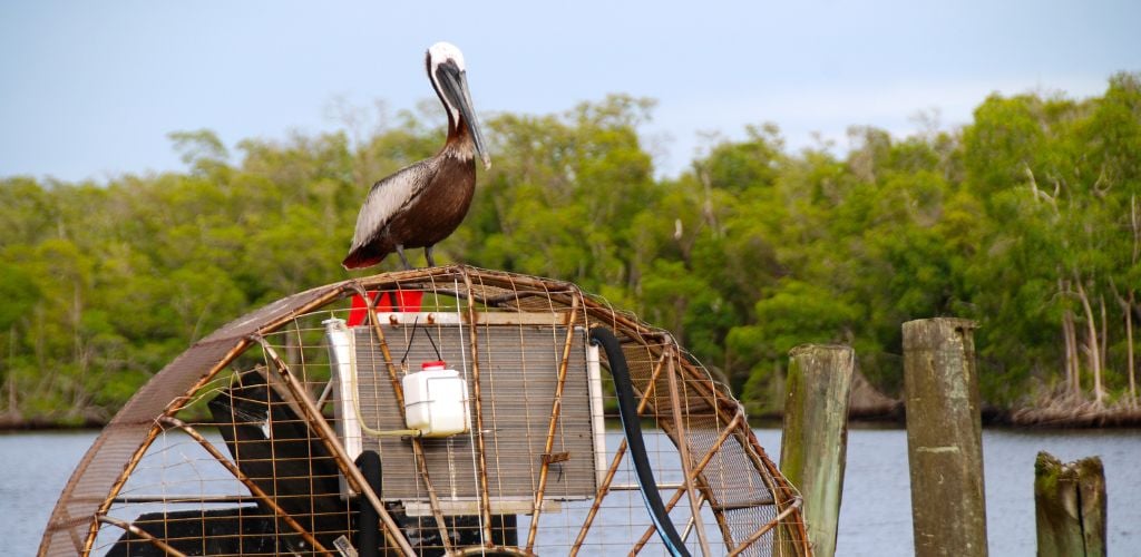 Brown pelican resting on the turbine of an airboat in Everglades city.