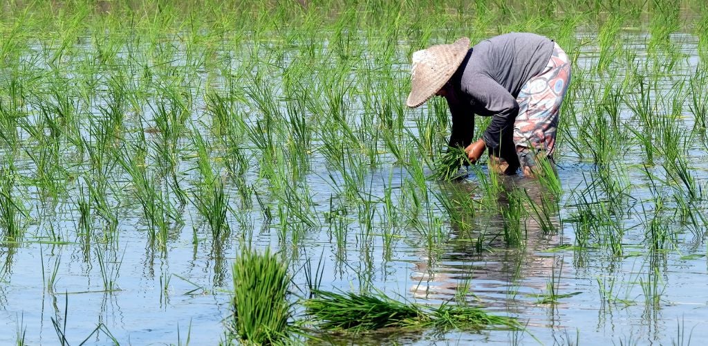 Woman Harvesting Rice in Rice Field, example of volunteer jobs available in Vietnam
