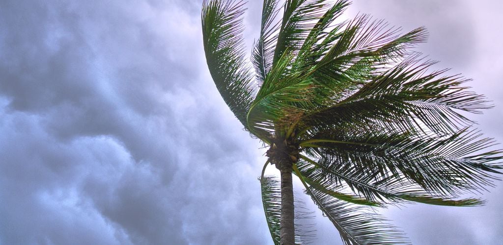 Close Up Photo of Coconut Tree during tropical weather conditions