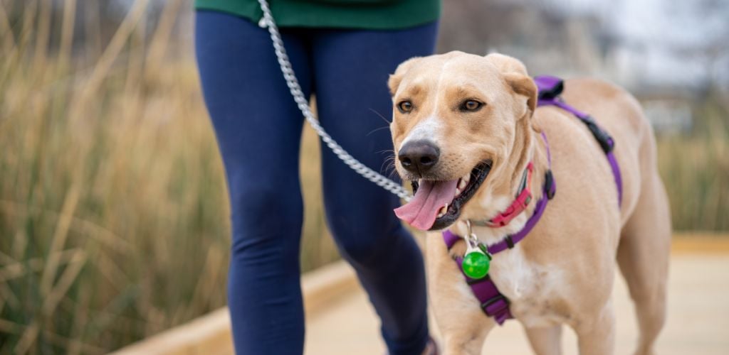 dog walking, happy dog wearing a harness and tracker walking beside owner 