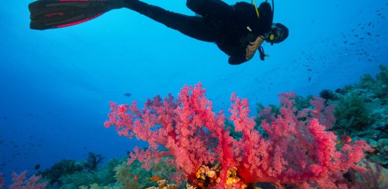 Scuba diver near bright pink coral reef