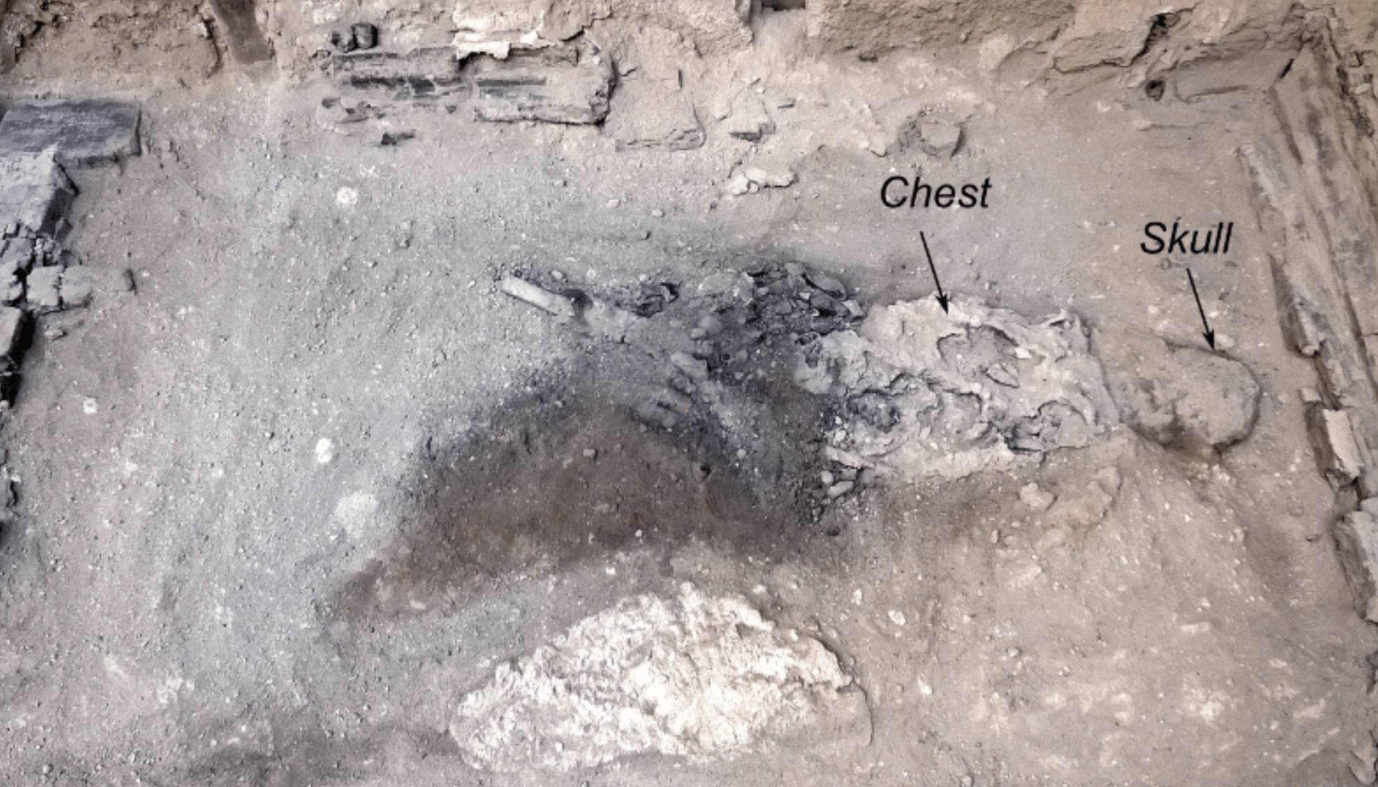 partially excavated remains with the Chest and Skull labelled