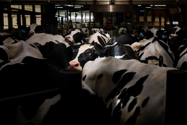 Cows queuing for their midway milking. 